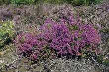 Vřesovec (Erica herbacea) pleťový dodá zimní zahradě purpurové barvy