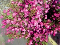 Vřesovec Erica cenerea