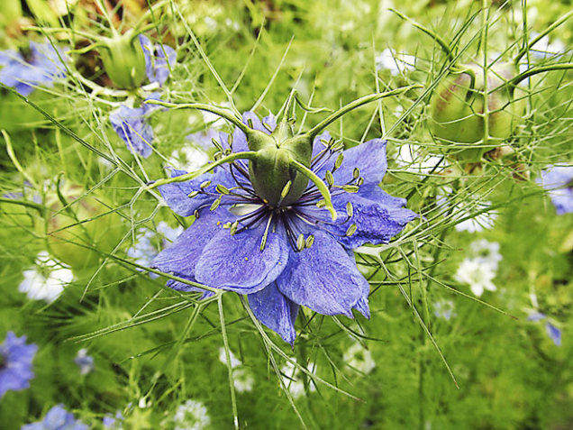 Černucha (Nigella sativa)