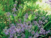 Máčka (Eryngium)