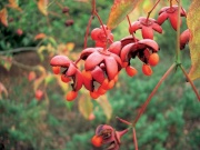 Brslen evropský (Euonymus europaeus) už dříve odstraňovali z pastvin, protože je jedovatý i pro ovce a kozy. Po požití plodů se za 12-18 hodin dostaví nevolnost doprovázená silným průjmem
