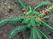Pryšec (Euphorbia myrsinites)