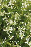 Euphorbia ´Diamond Frost´ vytvoří něžné, lehoučké keříky kvetoucí celé léto