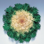 Feather Coral Prince