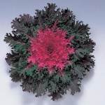 Feather Coral Queen