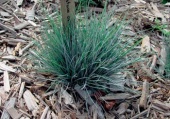 Kostřava (Festuca glauca) je stálezelená otužilá tráva
