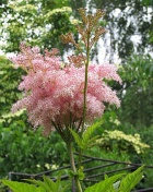 Tužebník nízký (Filipendula palmata ´Nana´)