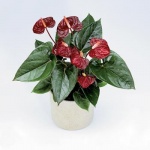 Anthurium - vděčná ozdoba našich příbytků