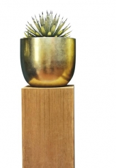 Agave americana (americká agáve), cena od 1 500 Kč, FLOREN