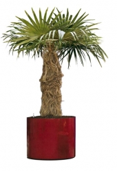 Cocothrinax crinata (došková palma), původ Kuba, cena v této velikosti od 21 000 Kč, FLOREN