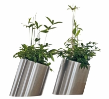 Dracena surculosa, cena od 1 500 Kč, FLOREN