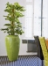 PHILODENDRON PERTUSEM