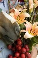 Robustní kytice - čistý, přírodní svazek květin a větví (Lilium, Malus, Gladiolus, Echinops, Rheum rhabarbarum)
