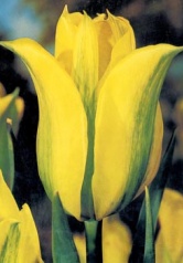Viridiflory Formosa