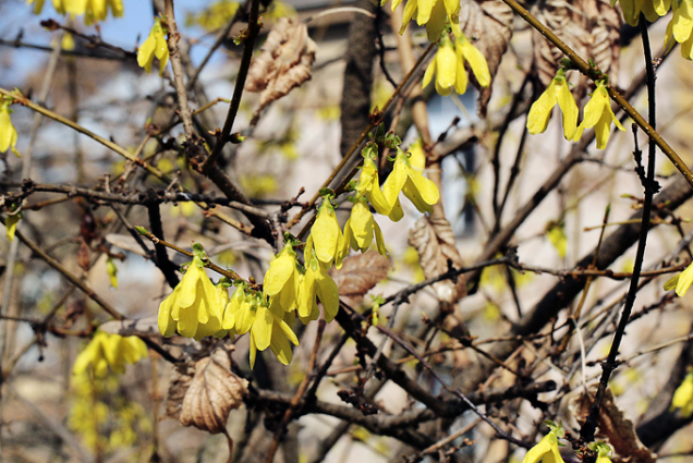 Zlatice (Forsythia) bývá často nazývána zlatý déšť. Tento lidový název sdílí s jinou dřevinou s nápadně žlutými květy, ­jménem štědřenec (Laburnum), nejsou však spolu příbuzné. Zlatice kvete ještě před olistěním, v dubnu bývá obsypána žlutými květy a je v tomto období velmi včelařsky významná.
