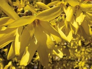 Zlatice prostřední - Forsythia x intermedia
