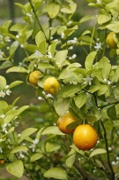 Fortunella obovata