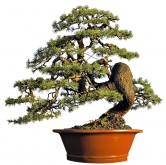 Projekt 100 borovic představuje sto kusů bonsají borovice lesní (Pinus silvestris) v různých kombinacích a z různých míst původu.