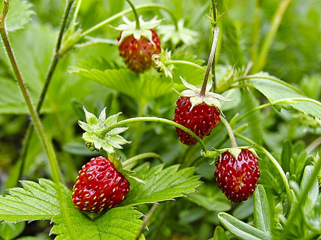 Jahodník obecný (Fragaria vesca) je domácí bylina, jejíž listy pro zimní čaje se sbírají v době květu až do září. Suší se při 45 °C. Listy se nevaří, pouze spařují. Účinný čaj při chorobách střevní sliznice a ledvin.