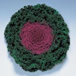 Fringed Red Kamome