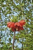Řebčík královský (Fritillaria imperialis) je náročný na živiny a slunce, vysazuje se do záhonů s propustnou půdou bohatou na humus. Nehodí se do skalek