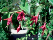 Fuchsia kultivary - fuchsie (také převislé odrůdy)