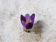 Krokus nezastaví ani sníh