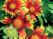 Kokarda (Gaillardia)