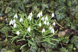 Sněženka podsněžník (Galanthus nivalis) je obecně známá, pěstují se však i další druhy. Z Malé Asie pochází G. ellwesii s většími a kulatějšími květy, z Krymu pak velkokvětý G. plicatus, který má odlišnou stavbu