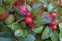 Skromná libavka (Gaultheria procumbens) je vhodná nejen na zahradu, ale i do stálých nádob na balkony a terasy