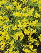 Kručinka (Genista lydia)