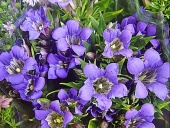 Hořec (Gentiana sino-ornata)