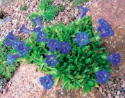 Hořec (Gentiana x acaulis)