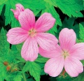 Kakosty (Geranium x cantabrigiense Karmina) jsou zatím neobjevené trvalky vysoké hodnoty, vhodné především do stinných zahradních partií