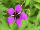 Další vynikající volbou je kakost (Geranium). Vyberete si odrůdy na slunce i do stínu, na mokrá nebo suchá stanoviště. Většina z nich kvete neúnavně celé léto a má i pěkné listy, které raší velmi brzy na jaře. Drobnější sytě růzové květy má kakost krvavý (G. sanquineum) nebo bahenní (G. pretense)