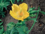 rohatec žlutý (Glaucium flavum)