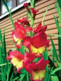 Mečík (Gladiolus)