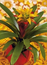 Guzmania