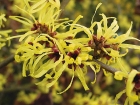 Hamamelis x intermedia
