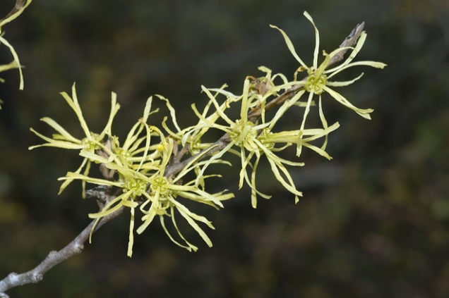 Ne každý vilín kvete v lednu, vilín virginský (Hamamelis virginiana) rozkvétá pozdě na podzim a vydrží do Vánoc.