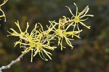 Detail květů vilínu virginského (Hamamelis virginia)