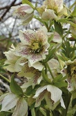 Krásný kříženec čemeřice (Heleborus hybrid) předčí svými kvalitami původní druhy