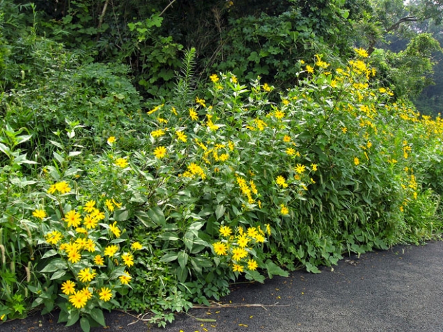 4. Slunečnice topinambur
