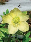 Čemeřice (Helleborus sp.)
