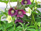 Čemeřice (Helleborus x hybridus)