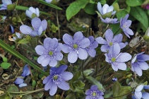 Jaterník (Hepatica nobilis) je pro mnohé oblíbenou jarní kytičkou