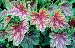 Dlužicha (Heuchera americana Dale s 'Strain)