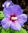Hibiscus syriacus