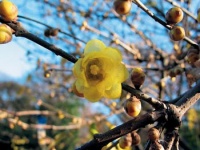 Ibišek (Hibiscus rosa-sinensis)
