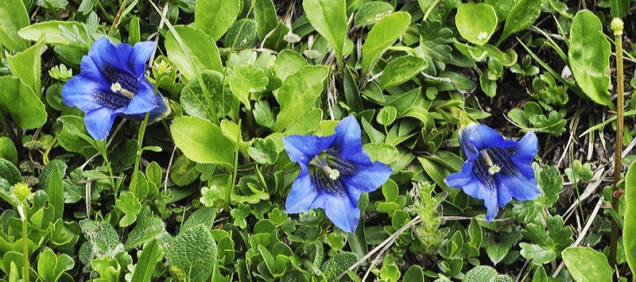 Hořec Clusiův (Gentiana clusii) patří k obtížnějším druhům na pěstování.